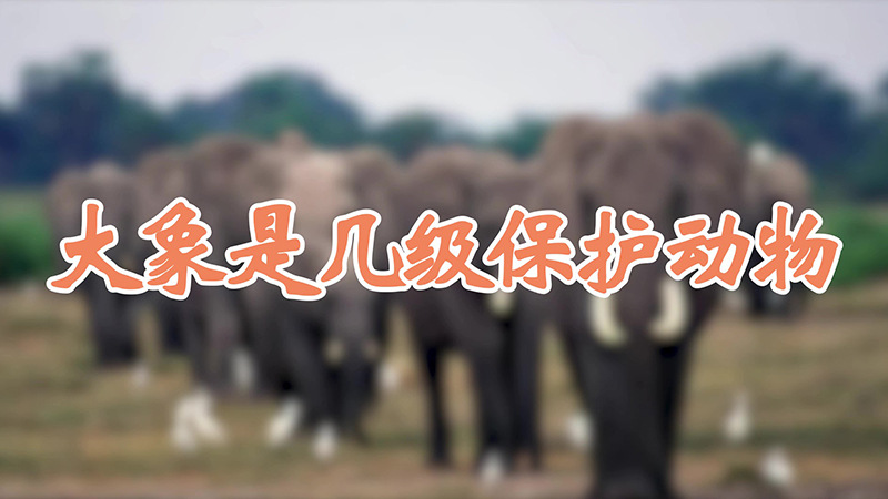 大象是几级保护动物