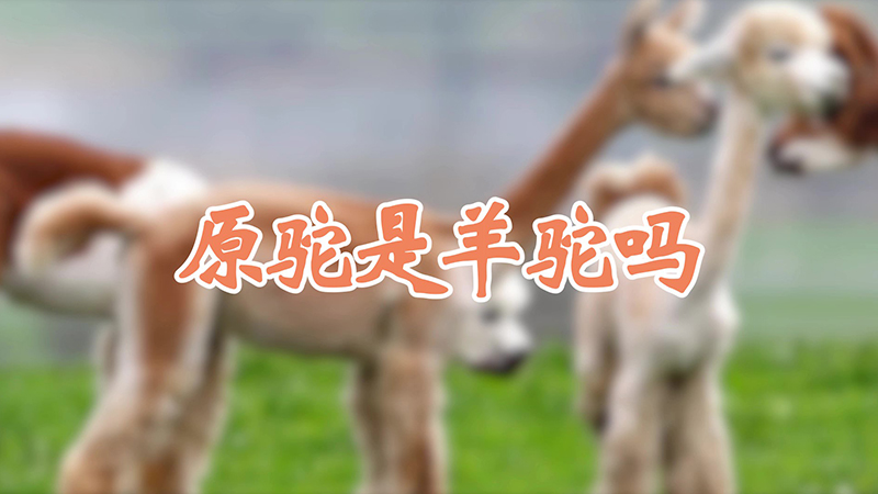 原驼是羊驼吗