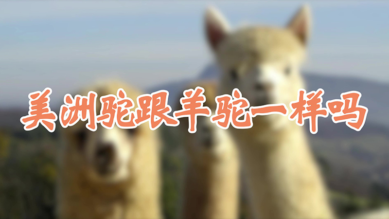 美洲驼跟羊驼一样吗