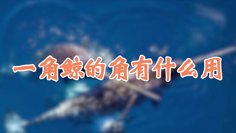 一角鲸的角有什么用