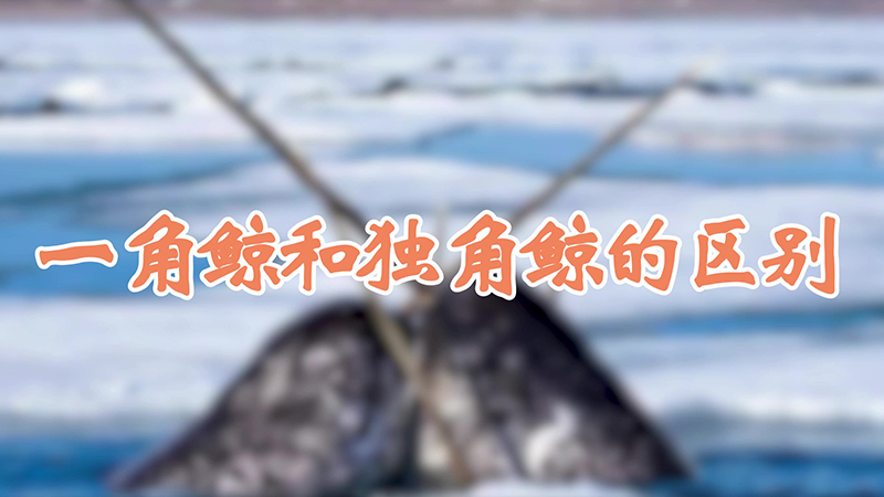 一角鲸和独角鲸的区别