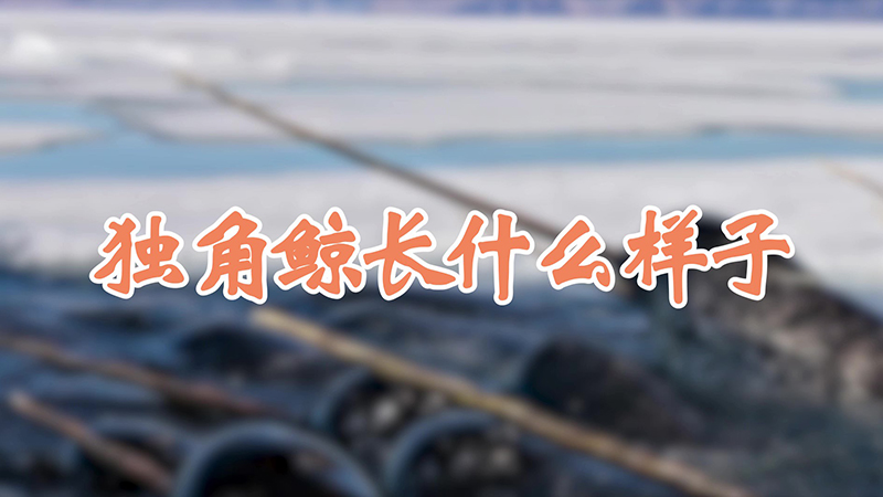 独角鲸长什么样子