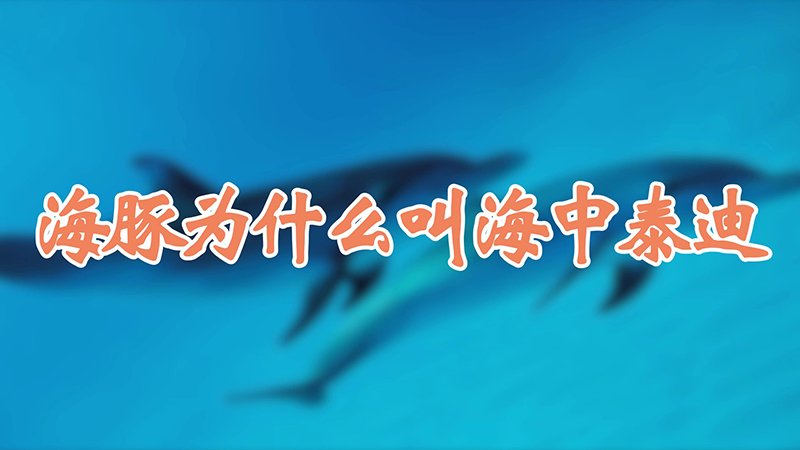 海豚为什么叫海中泰迪