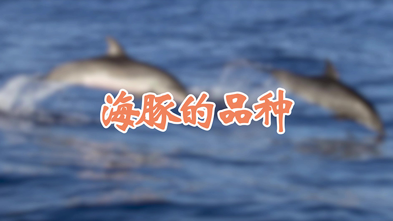 海豚的品种