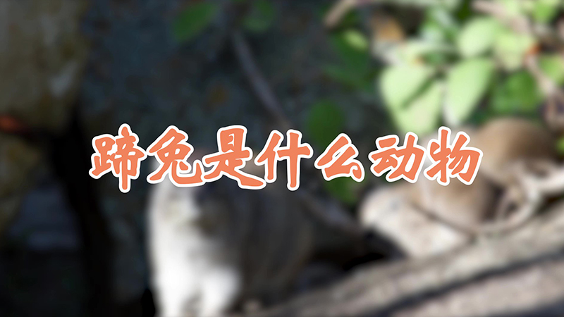 蹄兔是什么动物