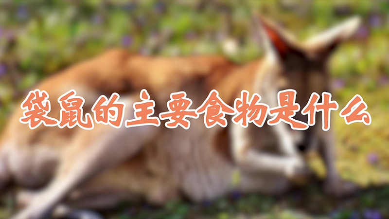 袋鼠的主要食物是什么