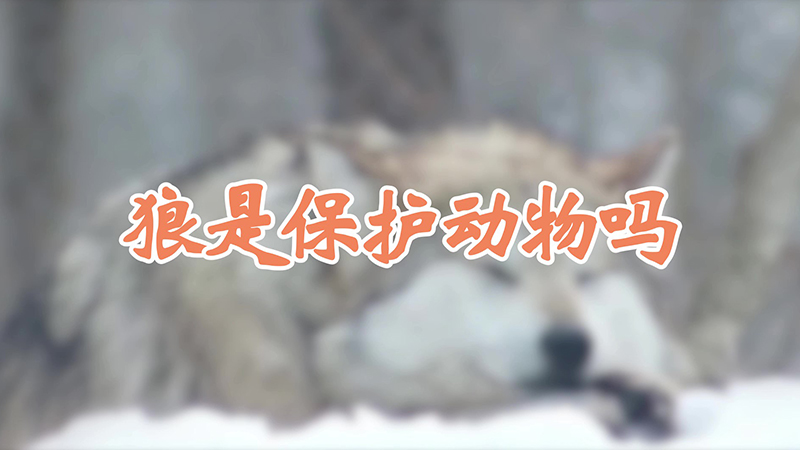 狼是保护动物吗