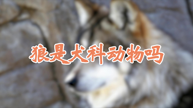 狼是犬科动物吗