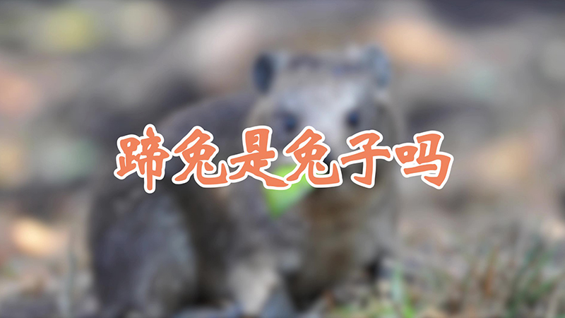 蹄兔是兔子吗