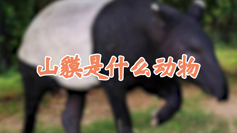 山貘是什么动物