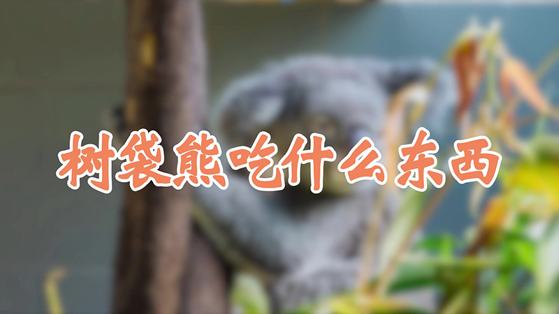树袋熊吃什么东西