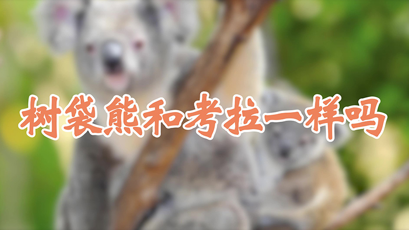 树袋熊和考拉一样吗
