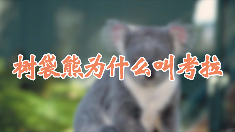 树袋熊为什么叫考拉