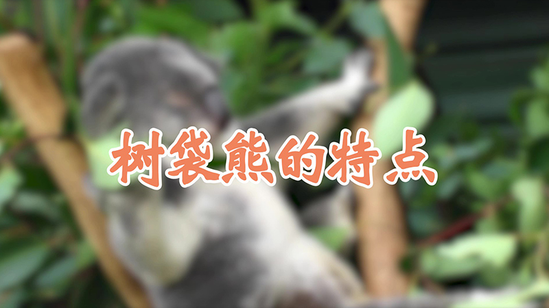 树袋熊的特点