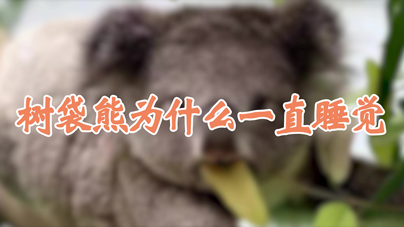 树袋熊为什么一直睡觉