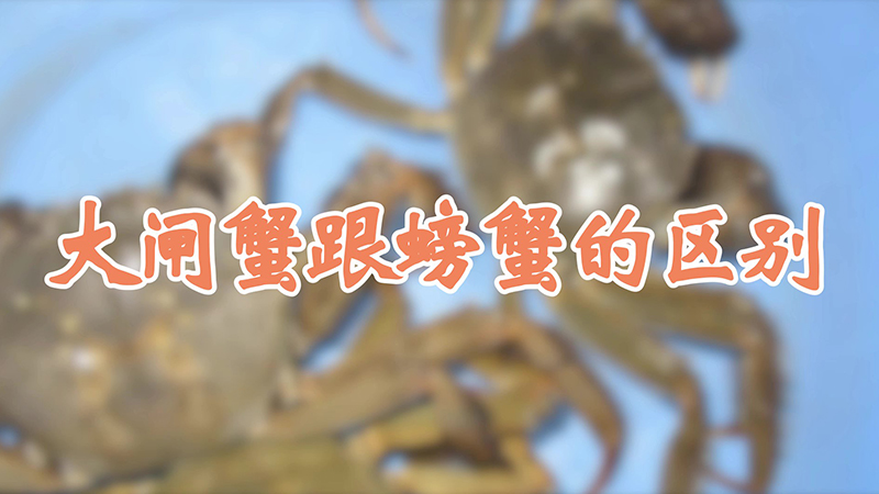 大闸蟹跟螃蟹的区别