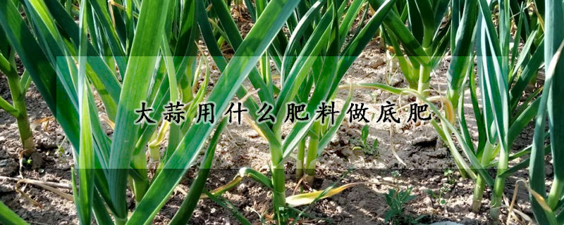 大蒜用什么肥料做底肥