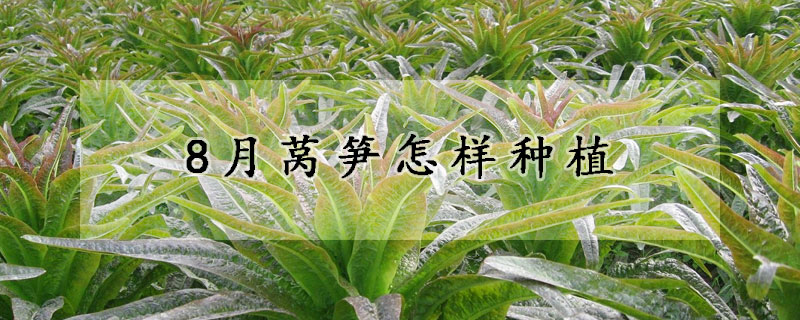 8月莴笋怎样种植