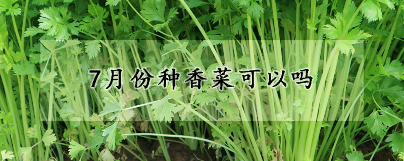 7月份种香菜可以吗