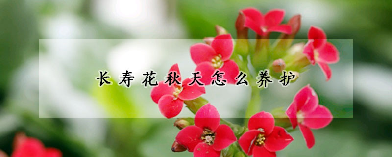 长寿花秋天怎么养护