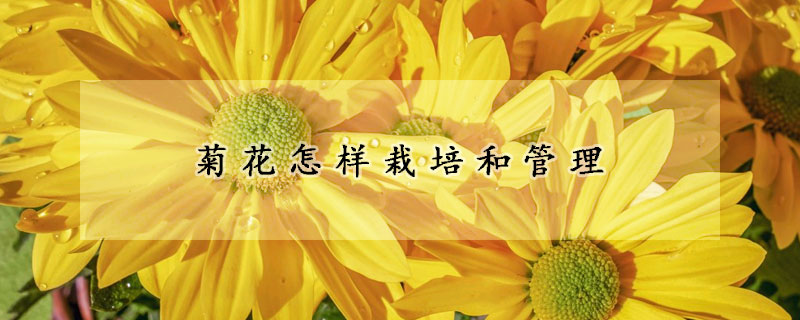 菊花怎样栽培和管理