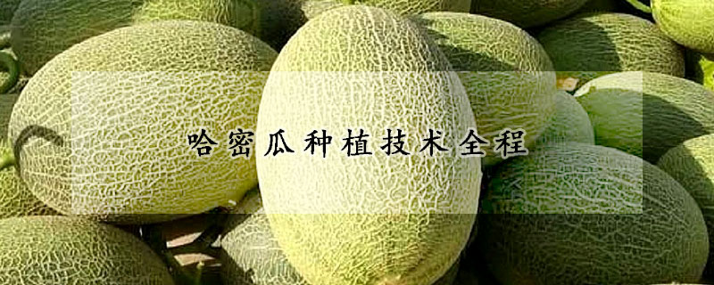 哈密瓜种植技术全程