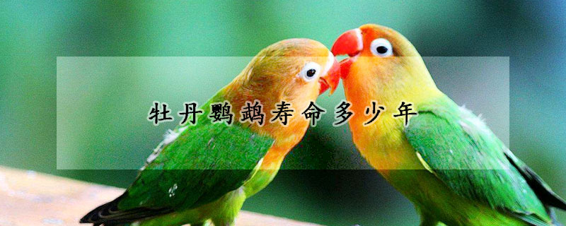 牡丹鹦鹉寿命多少年