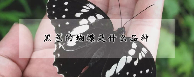 黑色的蝴蝶是什么品种