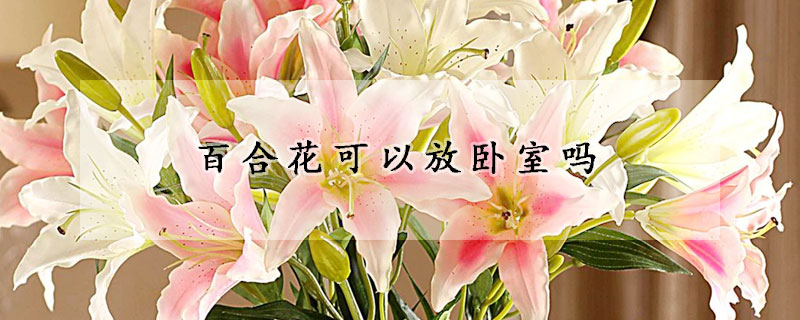 百合花可以放卧室吗