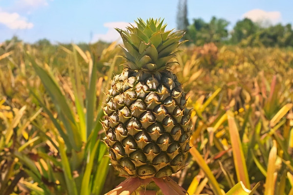 菠萝和凤梨的区别是什么