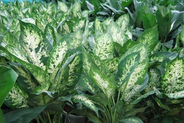 家里植物摆放风水 家里植物摆放有什么讲究