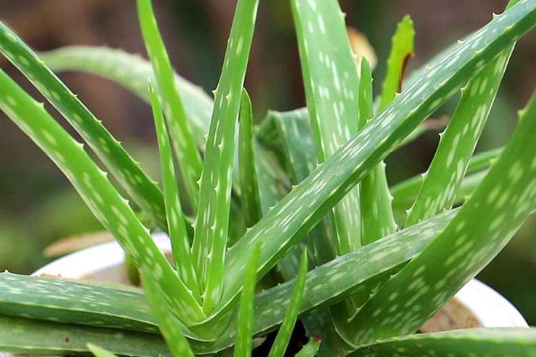 除甲醛十大排名植物 除甲醛植物排行榜