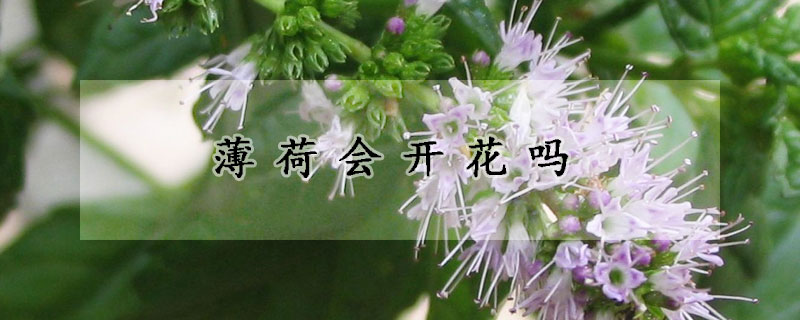 薄荷会开花吗