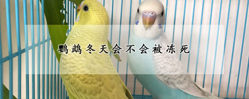 鹦鹉冬天会不会被冻死