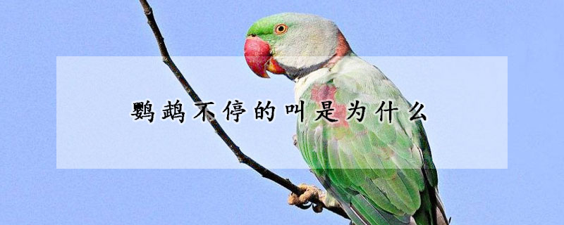 鹦鹉不停的叫是为什么