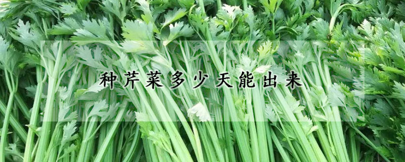 种芹菜多少天能出来