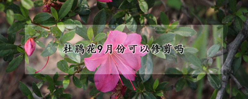 杜鹃花9月份可以修剪吗