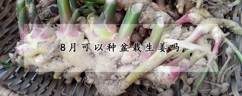 8月可以种盆栽生姜吗