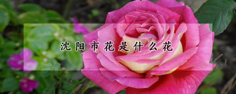 沈阳市花是什么花