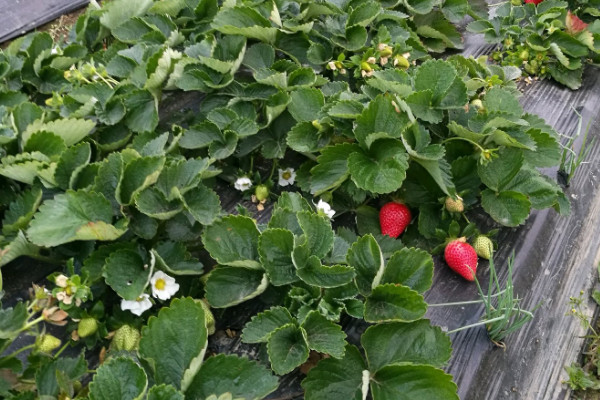 露天草莓种植技术及日常管理