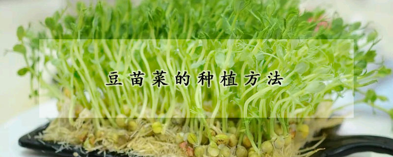 豆苗菜的种植方法