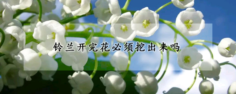 铃兰开完花必须挖出来吗