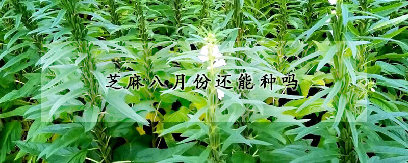 芝麻八月份还能种吗