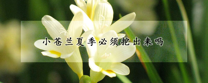 小苍兰夏季必须挖出来吗