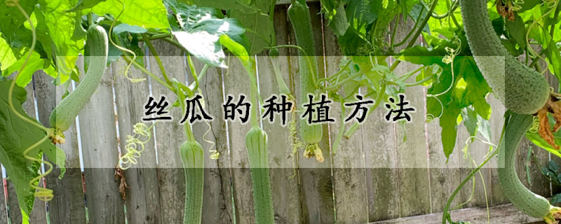 丝瓜的种植方法
