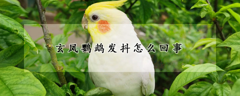 玄凤鹦鹉发抖怎么回事