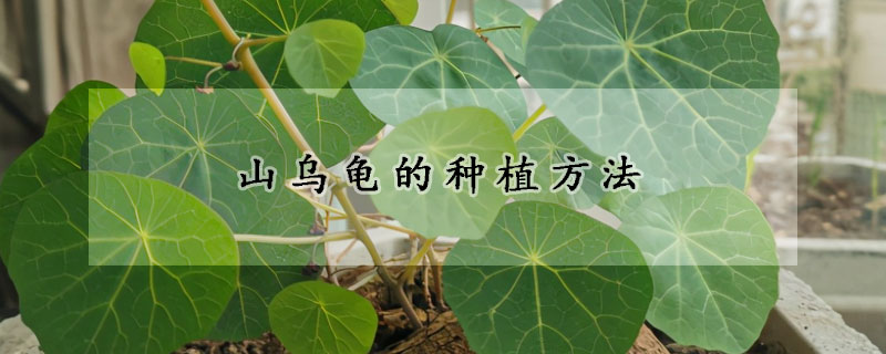 山乌龟的种植方法