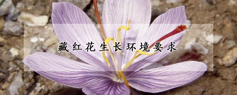 藏红花生长环境要求