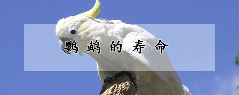鹦鹉的寿命