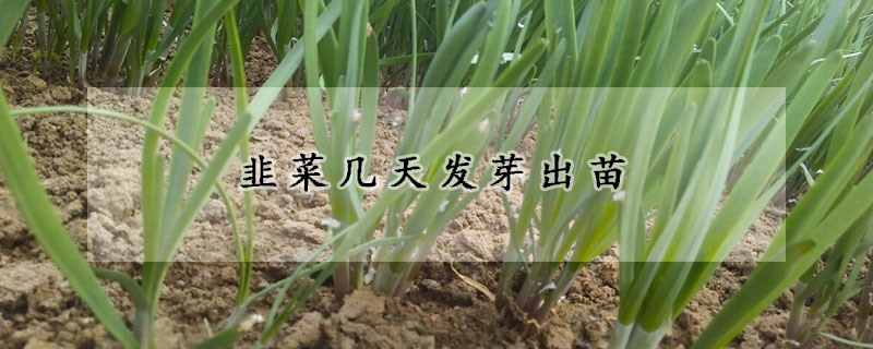 韭菜几天发芽出苗